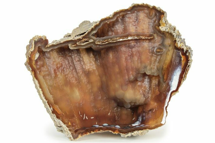 Agatized Fossil Coral Geode - Florida #234369